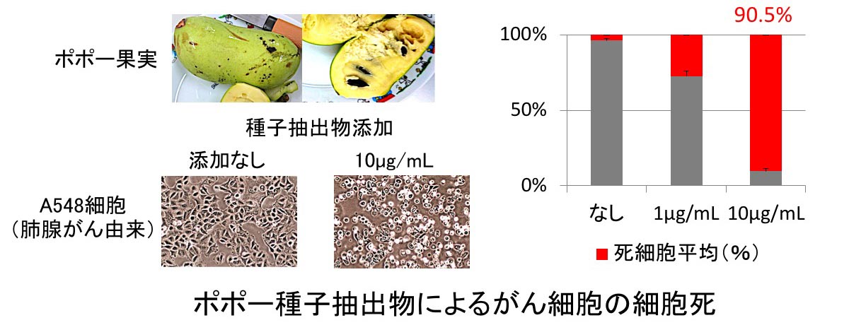 ポポー抽出物による細胞死
