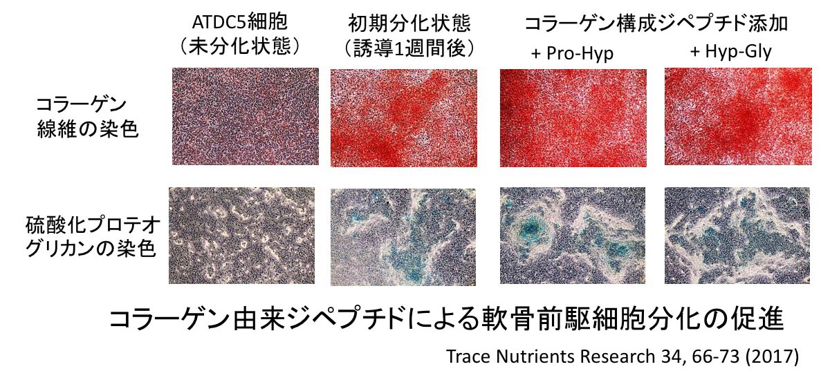コラーゲン由来ジペプチドによる軟骨細胞分化促進